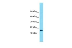 MNF1 Rabbit anti-Human, Polyclonal, Novus Biologicals 0.1ml; Unconjugated:Antibodies,